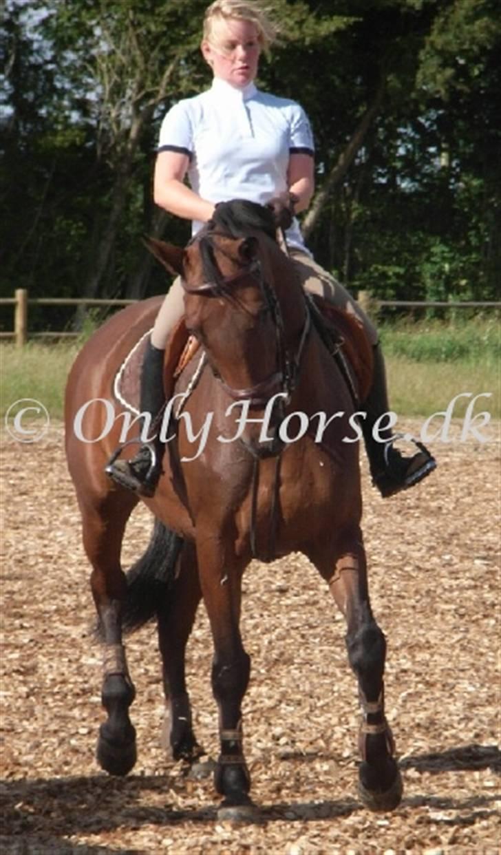 Dansk Varmblod Cicett billede 10