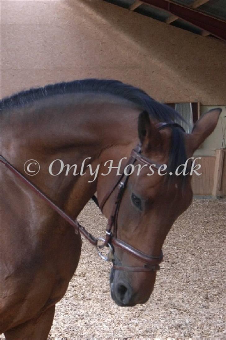 Dansk Varmblod Cicett billede 13