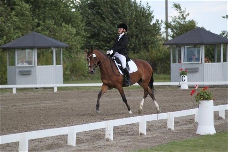Welsh Pony af Cob-type (sec C) Kielshoop Honey Starlight - DM 2009 billede 1