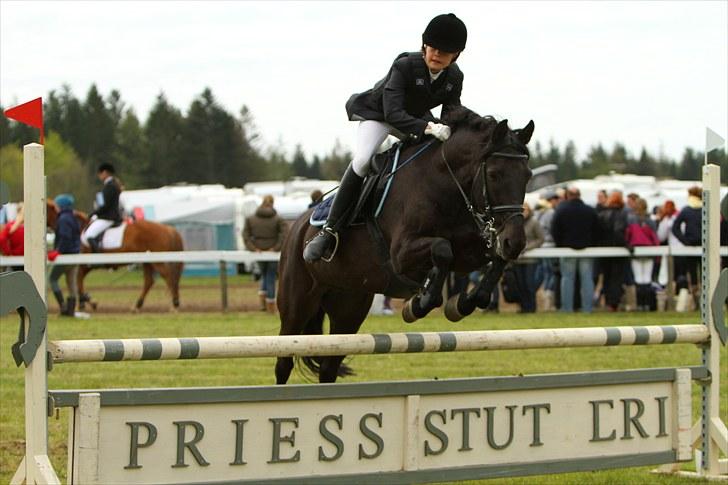 Anden særlig race Mickey - PENSIONERET billede 16