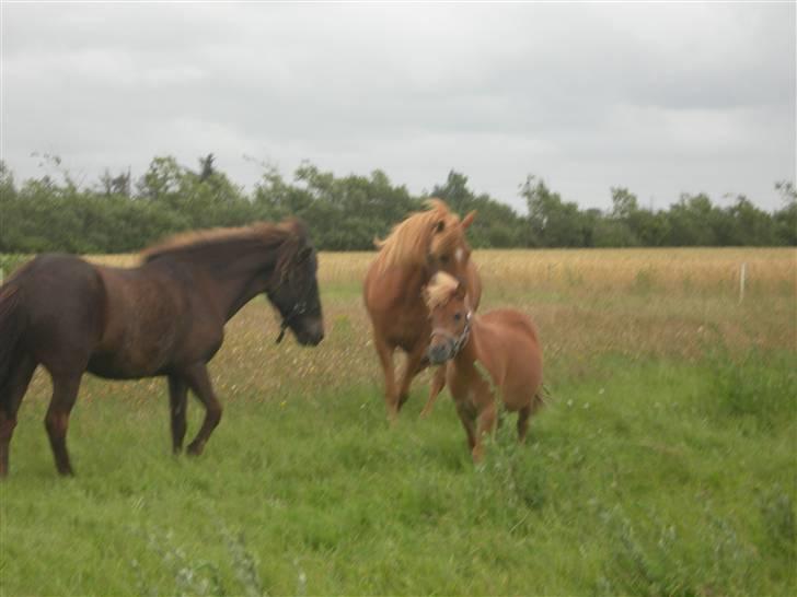 Islænder Flippi  *fars* - på fold med Ægir og søde lille Malou<3 billede 6
