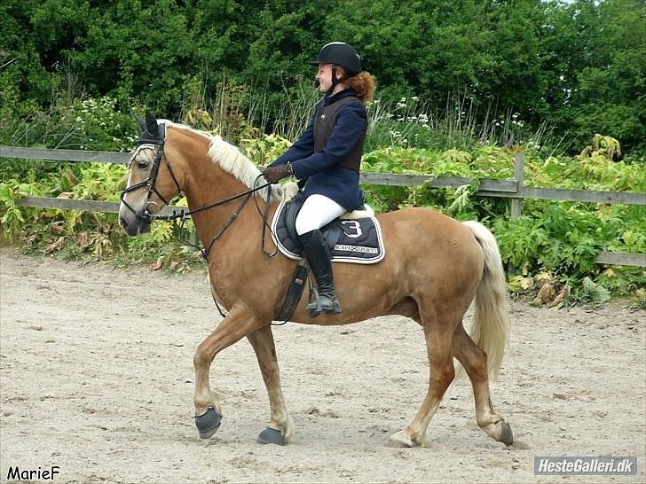 Tyroler Haflinger Ørnhøj Waldorf R.I.P.  billede 7
