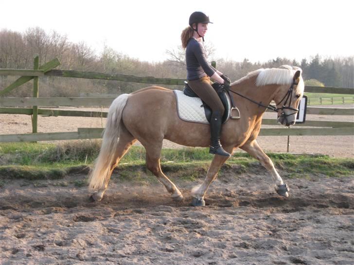 Tyroler Haflinger Ørnhøj Waldorf R.I.P.  - dressur april 2009 billede 9