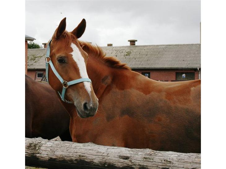 {{currentPhoto.altText}} billede {{currentPhoto.number}}