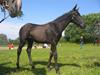 Dansk Varmblod Dark Darri SOLGT [Tidl. hest]