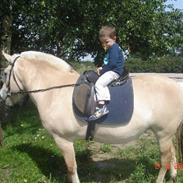 Fjordhest Lizzette II 