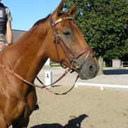 Hannoveraner Shakespeare