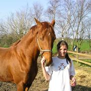 Hannoveraner Shakespeare