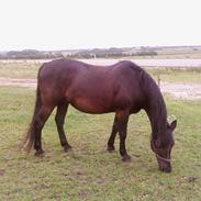 New Forest Blacky