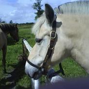 Fjordhest Musse *tidligere part*