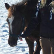 Anden særlig race Buster - GAMMEL PART