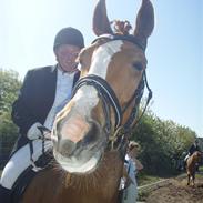 Anden særlig race Bøgestalds Figaro.SOLGT..