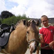 Anden særlig race Carlo  (SOLGT)