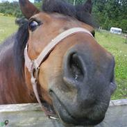 Anden særlig race pippi