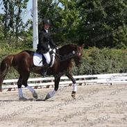 Welsh Cob (sec D) Menai On A Promise solgt