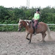 Haflinger Rocky - tidl. passer :'(