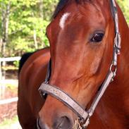 Hollandsk Sportspony Sjanoe - Solgt - R.I.P. :(