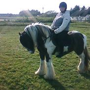 Irish Cob Brandon