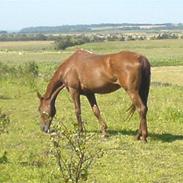 Anden særlig race Foxie *Død*
