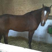 Anden særlig race Chivas