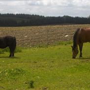 Anden særlig race Chivas