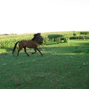 Anden særlig race Chivas