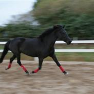 Hollandsk Sportspony Ester <3 Solgt.