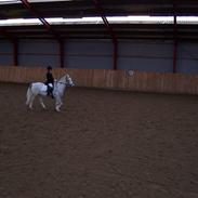 Welsh Pony af Cob-type (sec C) Miggi *Solgt*