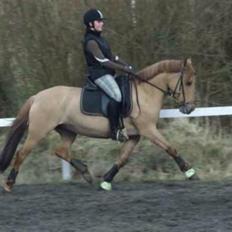 Anden særlig race Jackie *SOLGT*
