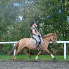 Anden særlig race Jackie *SOLGT*