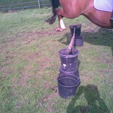 Anden særlig race Trixi