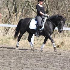 New Forest Vognmandsgårdens Bambi