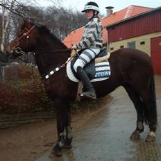 Welsh Cob (sec D) Nando<3(Gumle) [Solgt] (: