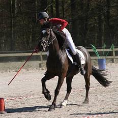 Welsh Cob (sec D) Lesto Marquis