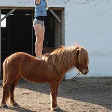 Islænder Hugi fra Bakkerne