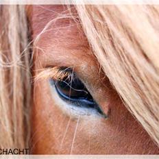 Islænder Hugi fra Bakkerne