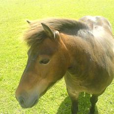 Shetlænder Lukas (Solgt) :'(