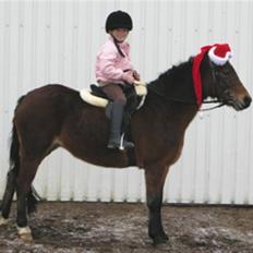 Welsh Pony af Cob-type (sec C) Korreborgs Sabina/solgt