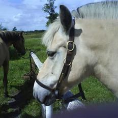 Fjordhest Musse *tidligere part*