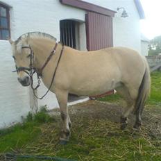 Fjordhest Musse *tidligere part*