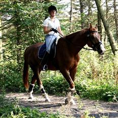 Hollandsk Varmblod Max R.I.P