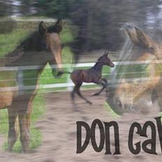 Dansk Varmblod Don Cavo *R.I.P*