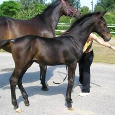 Dansk Varmblod Don Cavo *R.I.P*