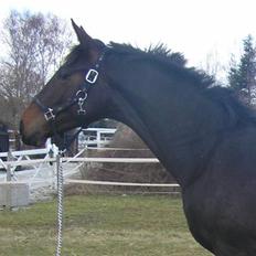 Dansk Varmblod Don Cavo *R.I.P*