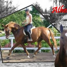 Dansk Varmblod Athene, Solgt