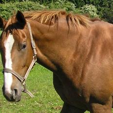 Dansk Varmblod Athene, Solgt