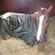 Dansk Varmblod Athene, Solgt