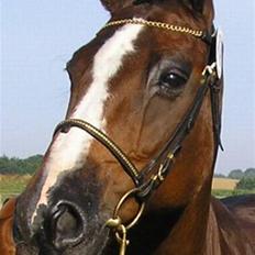 Dansk Varmblod Rubiola R.I.P.