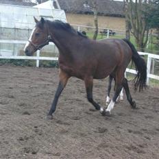 Dansk Varmblod Rubiola R.I.P.