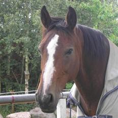 Dansk Varmblod Rubiola R.I.P.